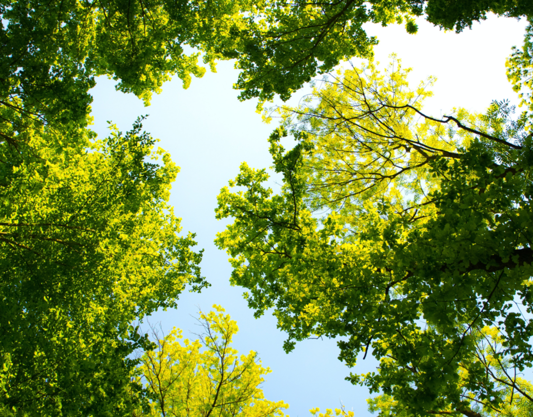 Tops of green trees with the blue sky behind them