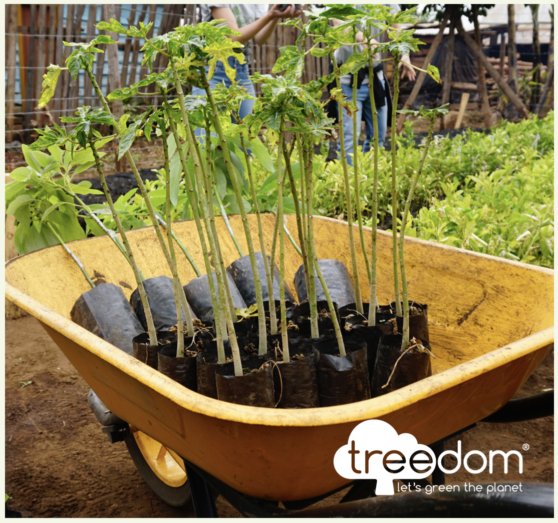 Yellow wheelbarrow holding 20 seedlings to be planted